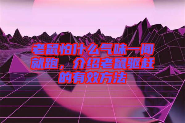 老鼠怕什么氣味一聞就跑，介紹老鼠驅趕的有效方法