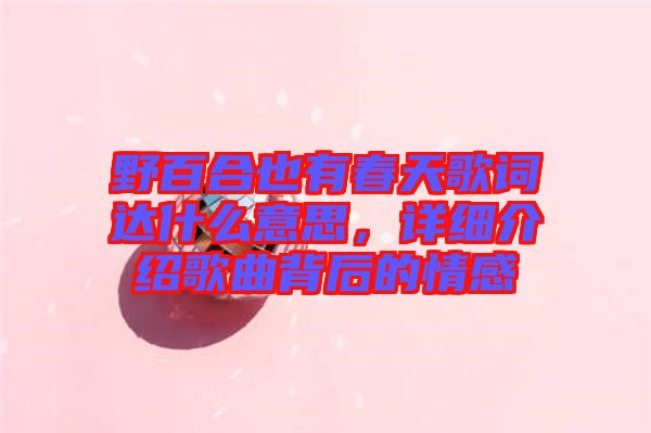 野百合也有春天歌詞達(dá)什么意思，詳細(xì)介紹歌曲背后的情感