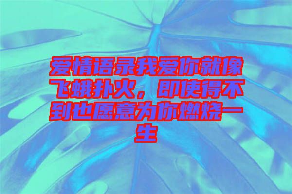 愛情語錄我愛你就像飛蛾撲火，即使得不到也愿意為你燃燒一生