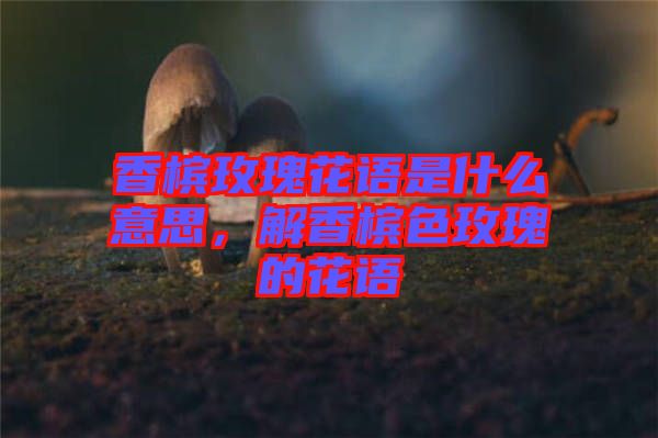 香檳玫瑰花語是什么意思，解香檳色玫瑰的花語